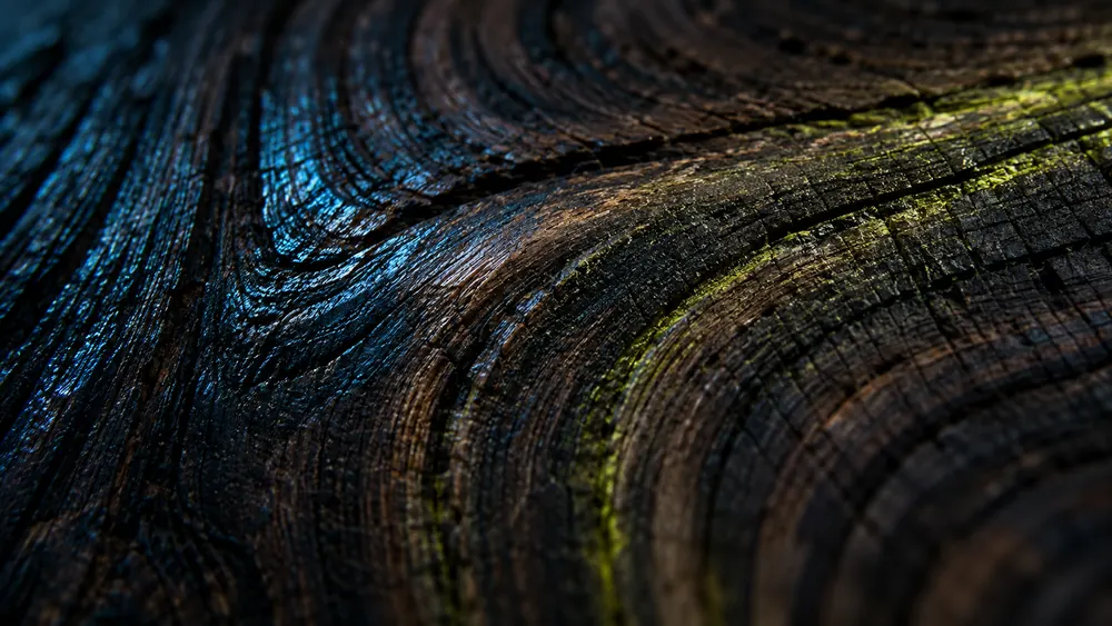 Detalhe macro do grão e fibras nobres da madeira tropical